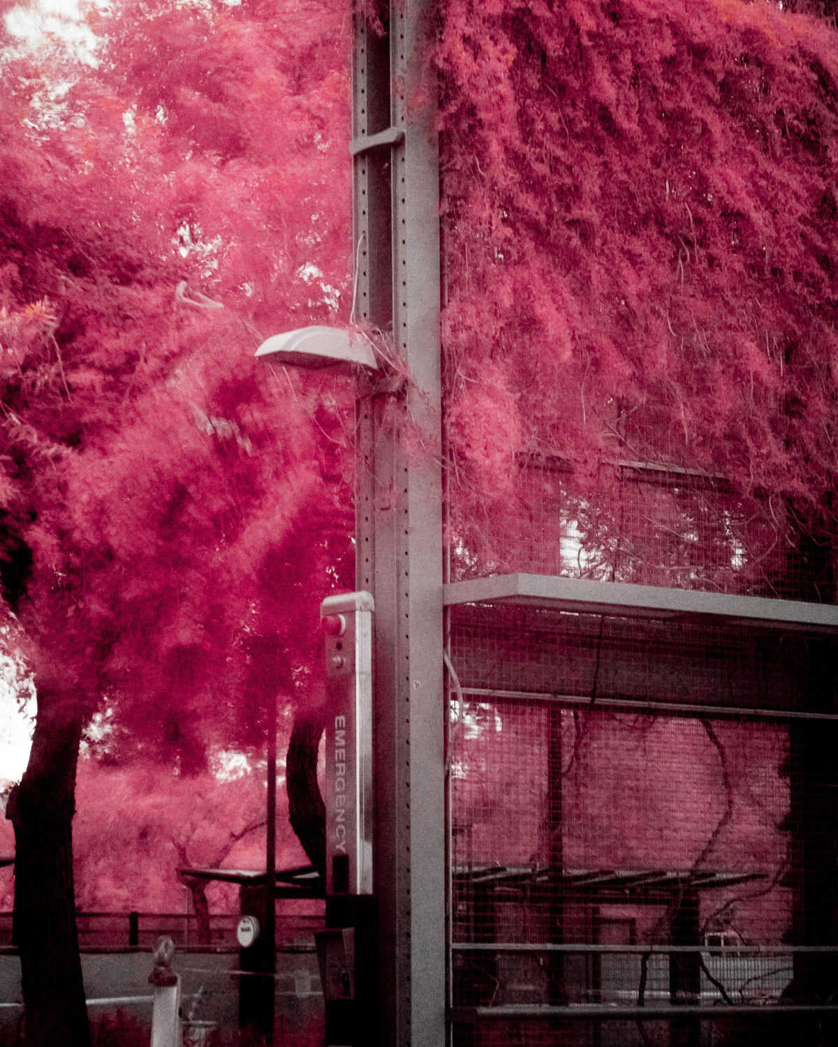 iNFRARED PRINT #1